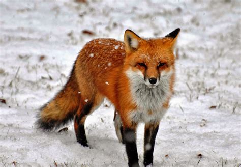 North American Red Fox Animals | Interesting Facts & Latest Pictures ...