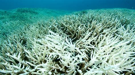 2/3 of Great Barrier Reef Is Suffering from Coral Bleaching | Condé ...