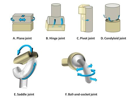 30 HD What Are Examples Of Pivot Joints - insectza