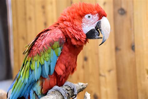 Green-winged Macaw | The Maryland Zoo