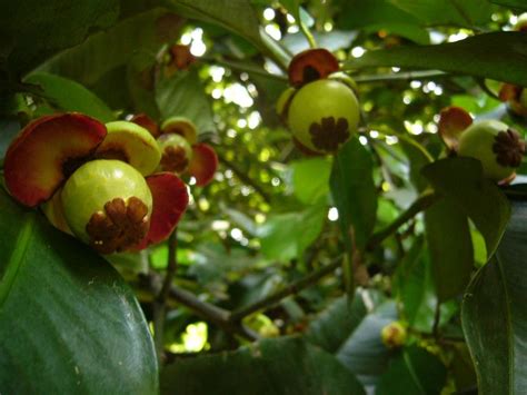 Mangosteen tree | Mangosteen | Pinterest