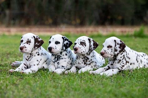 What Are The Names Of The 15 Dalmatian Puppies From 101 Dalmatians