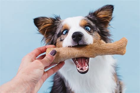 5 Best Dog Chew Toys For Heavy Chewers That Last More Than 1 Year | Dog ...