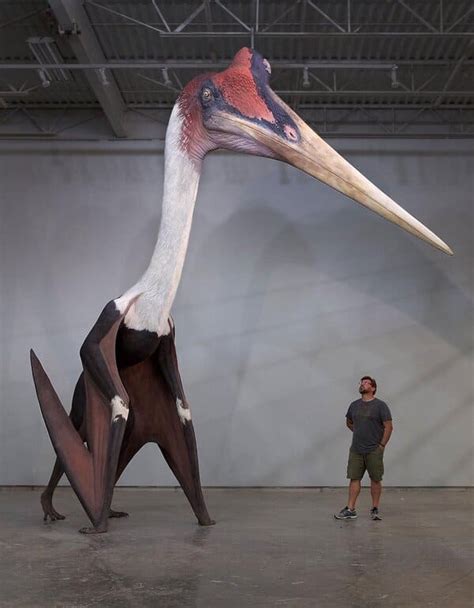 Quetzalcoatlus northropi: la enorme bestia alada que surcó los cielos ...