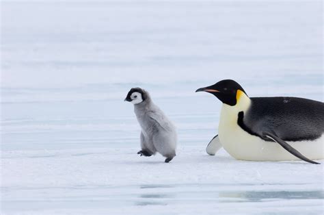 Emperor Penguin Chick