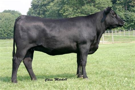 Black Angus | Livestock, Farm animals, Animals