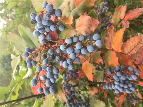 Oregon-Grape Berries - Green Seattle Partnership