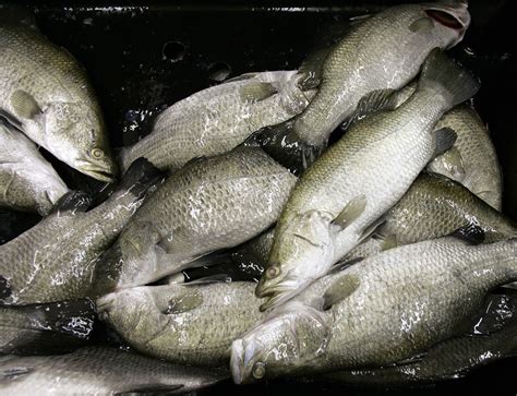 Barramundi | Description, Habitat, Taste, & Facts | Britannica