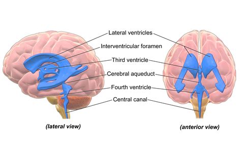 Cerebral Aqueduct Diagram