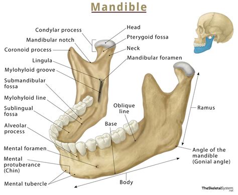 Mandible (Lower Jaw Bone) – Location, Functions, & Anatomy