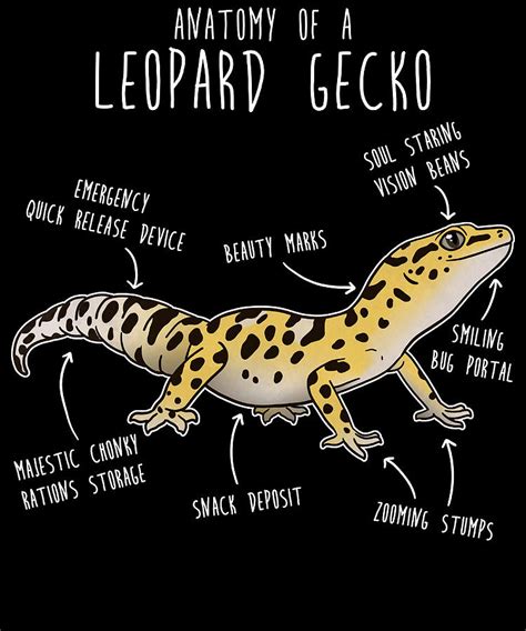 Anatomy of a Leopard Gecko Poster Painting by Stewart Joanne - Pixels