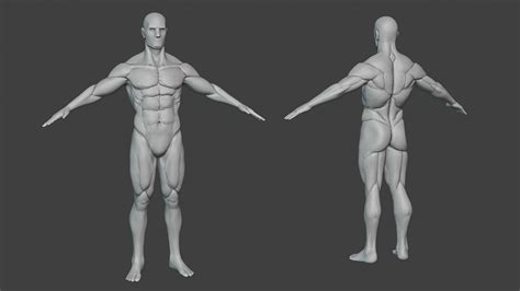 ArtStation - Male Body Base Athletic Sculpt | Resources