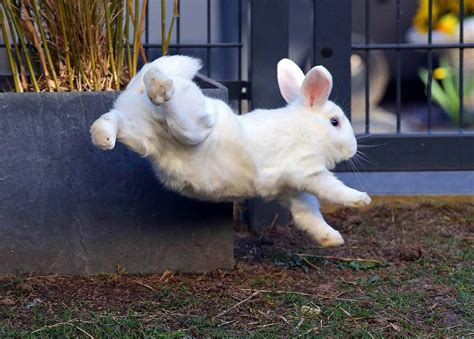 Hannes of "Worringer Kaninchenstall" Funny Rabbit, Funny Bunnies, Baby ...