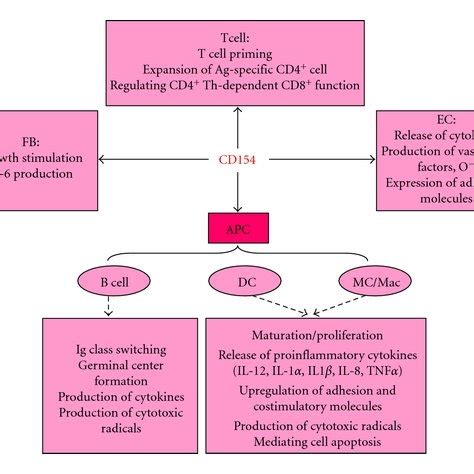 Biological function of the CD154/CD40 interaction. CD154 mediates ...