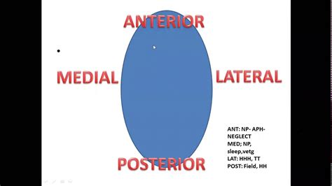 VASCULAR ANATOMY: Anatomy of Posterior Circulation : Part 2/2 - YouTube