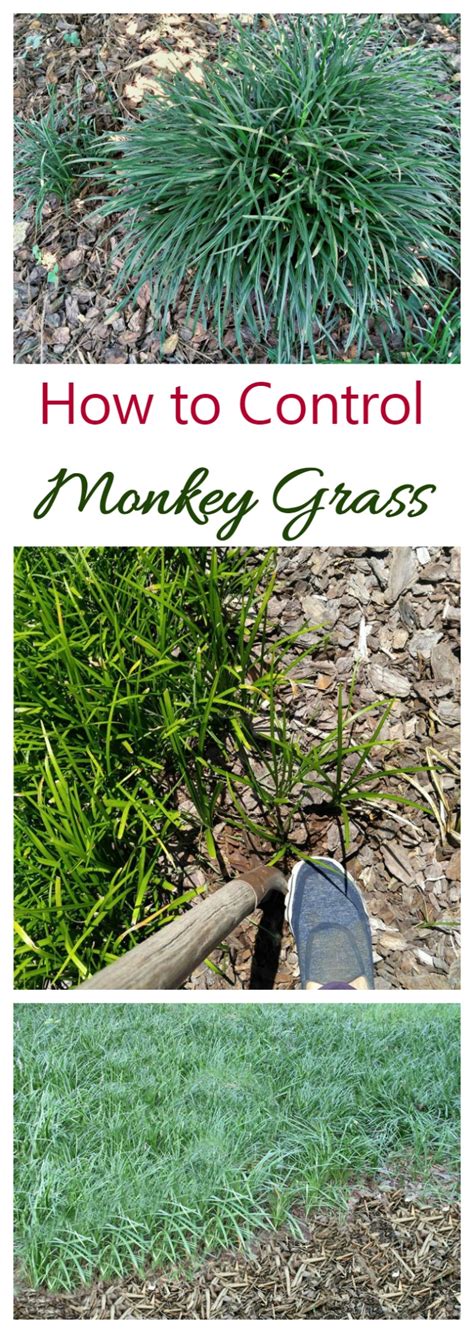 Controlling Monkey Grass - How to Manage and Get Rid of Liriope