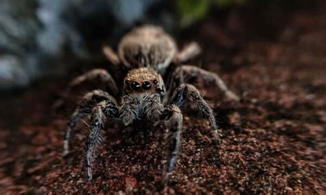 Discover the Largest Spider in Texas - A-Z Animals