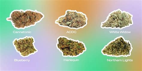 An Unbiased View of Top 7 Strongest Weed Strains 2022 – The Lodge ...