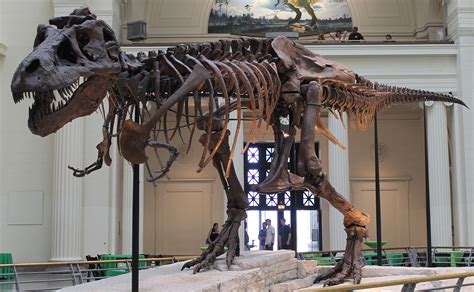 Greater variations existed within braincases of tyrannosaurs, study ...