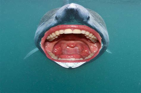 22 Sharks With Human Teeth Pictures That Are Just Ridiculous