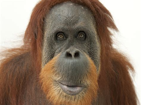 How Much Does an Orangutan Weigh - Know How Community