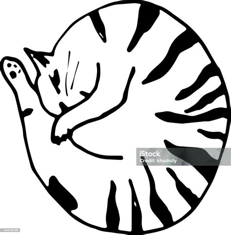 Cute Cat Curled Up Stock Illustration - Download Image Now - Curled Up ...