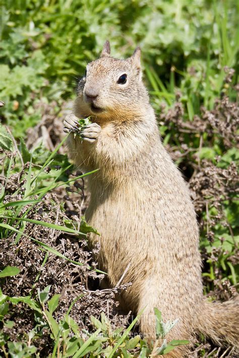 A ground squirrel dinner