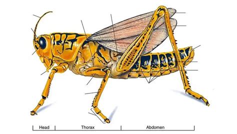 Detailed Cricket Anatomy – Guide & Diagram of Its Body Parts - Petculiars