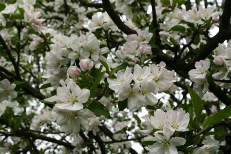 Apple Tree Flowers | Trees| Free Nature Pictures by ForestWander Nature ...