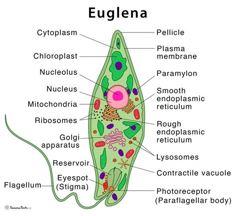 Euglena: Definition, Structure, & Characteristics with Diagram