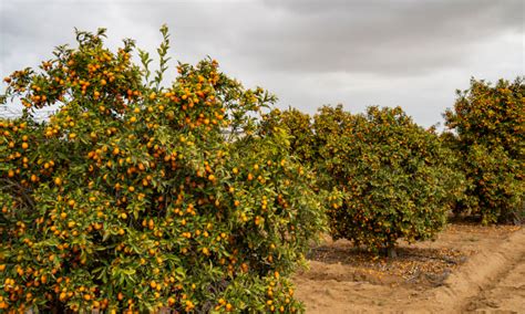 Kumquat Tree Care: How to Grow Kumquats - Epic Gardening