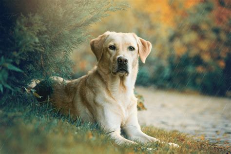 Labrador Ear Cropping Gets You Coal In Your Christmas Stocking