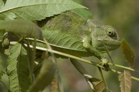 Camouflage Animals With Names