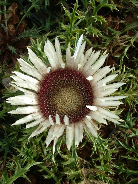 Carlina acaulis subsp. simplex - The Beth Chatto Gardens