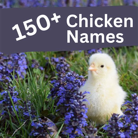 150+ Pet Chicken Names - HubPages