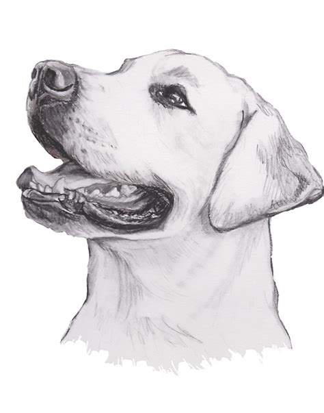 Labrador Retriever Drawing, Pencil, Sketch, Colorful, Realistic Art ...