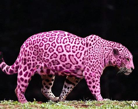 Pink panther by Dwarf4r on DeviantArt