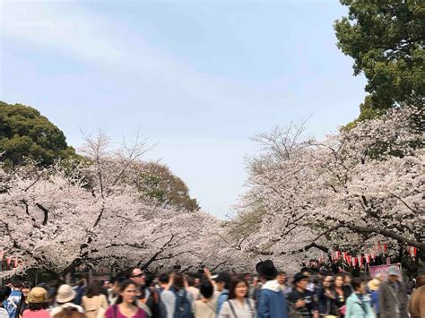 Hawaii Mom Blog: Visit Tokyo: Cherry Blossoms at Ueno Park