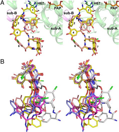 Sulfonation of glycopeptide antibiotics by sulfotransferase StaL ...