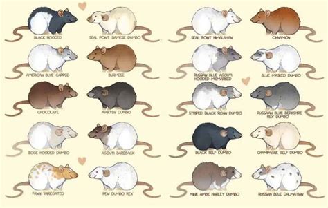 Pet Rat Colors, Coat Types & Markings: Different Varieties | Baby rats ...