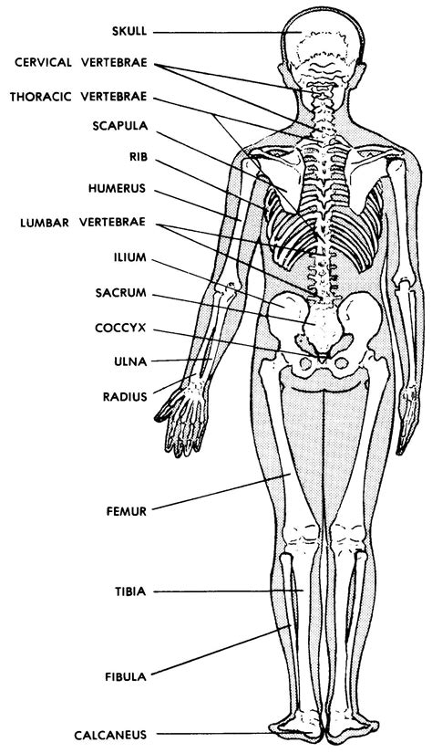 [DIAGRAM] Human Body Bones Diagram - MYDIAGRAM.ONLINE