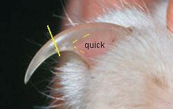 How to Trim Cat Nails | PetMD