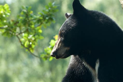 Florida Black Bear Facts