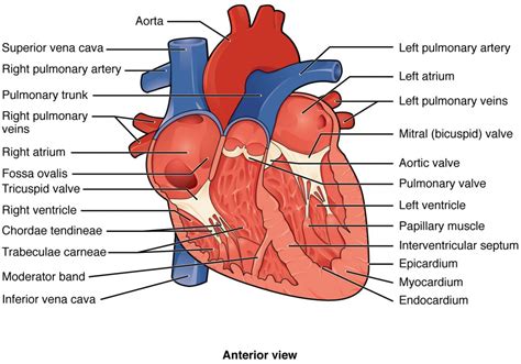 Heart Anatomy | Anatomy and Physiology II