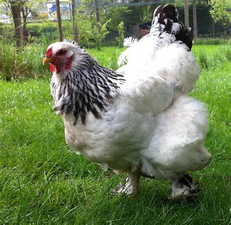 Brahma Chicken: Appearance, Eggs, Size and Raising Tips