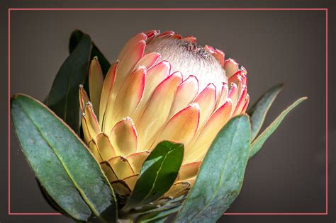 One of the many Protea varieties by Diana · 365 Project