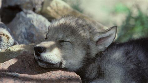 Cute Wolf Puppy Wallpapers - Top Free Cute Wolf Puppy Backgrounds ...