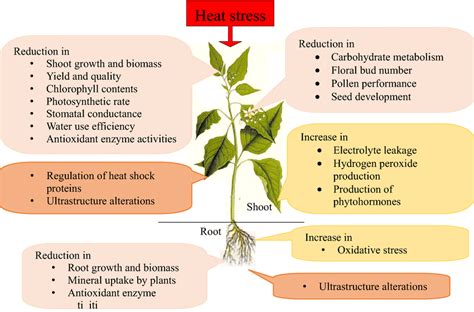 Heat Stress In Plants - Plant Corz