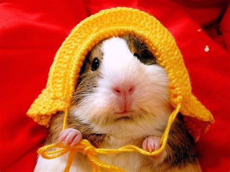 Funny Hamster Wallpapers - Wallpaper Cave