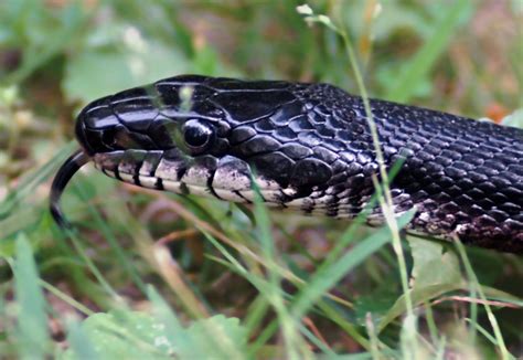 A Hillbilly Guide to Snakes: The Western Rat Snake | HubPages